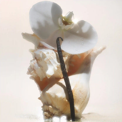 Salt Water Vanilla - Body Butter